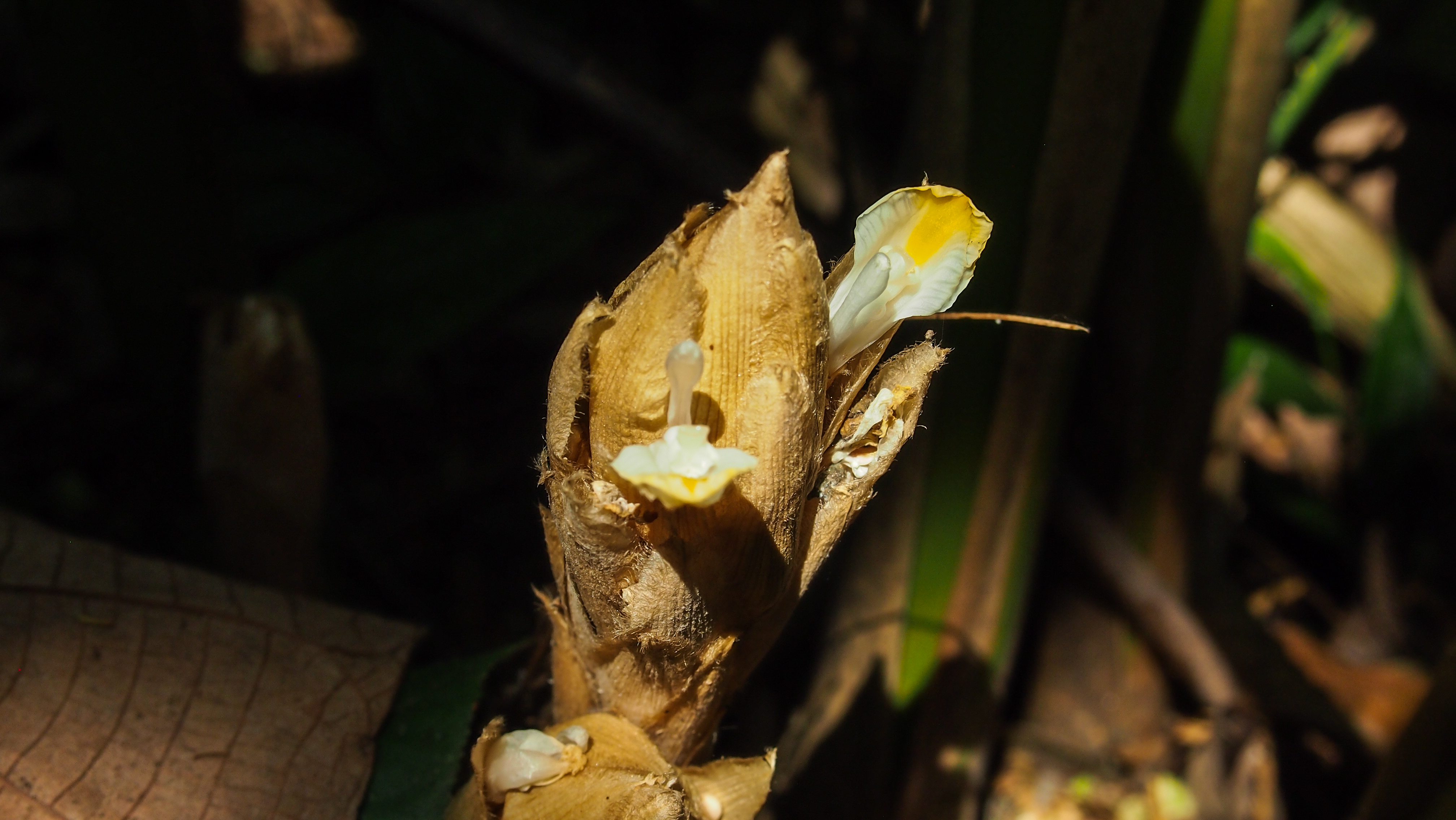 กระวาน Amomum verum Blackw. (syn. A. krervanh Pierre ex Gagnep)<br/>Zingiberaceae